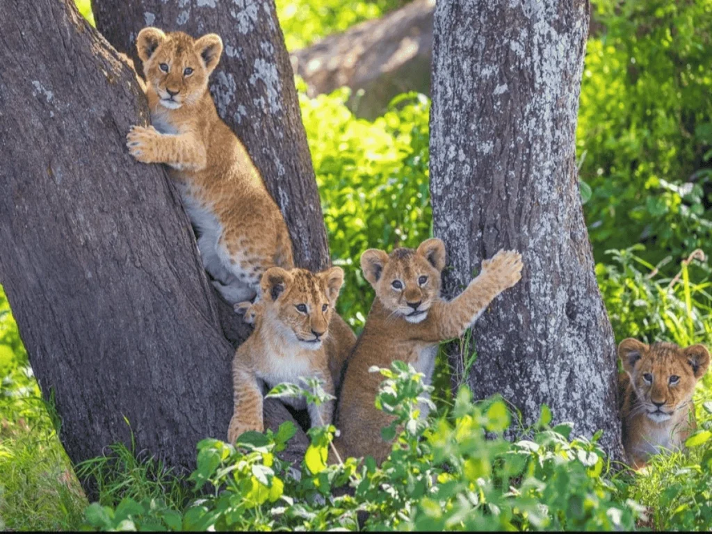 Lake Manyara National Park