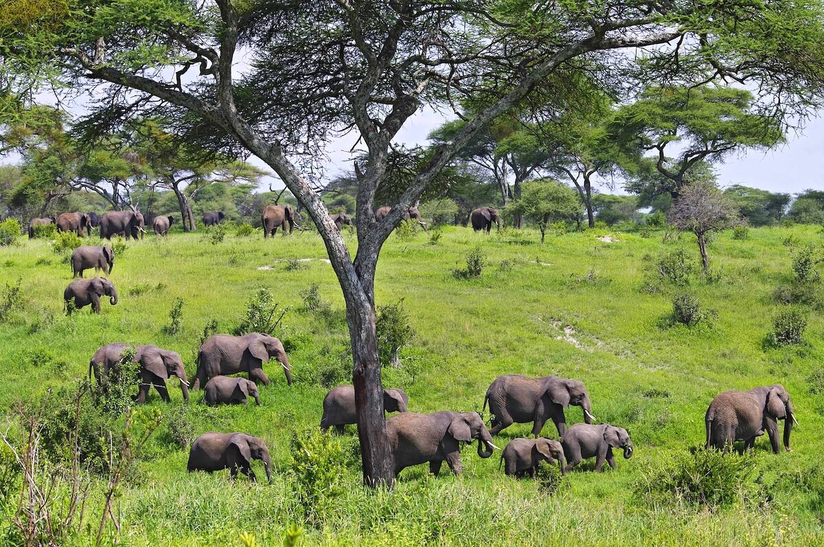 Tarangire National Park