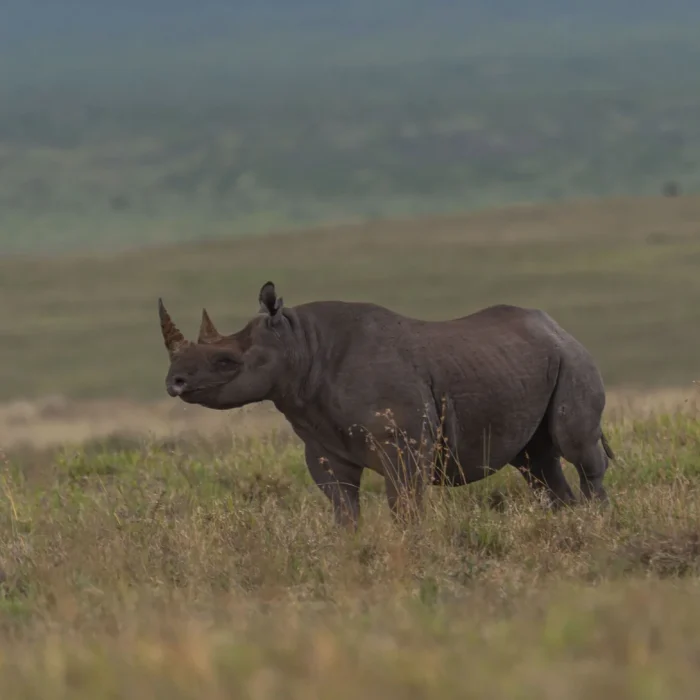 1_rhino