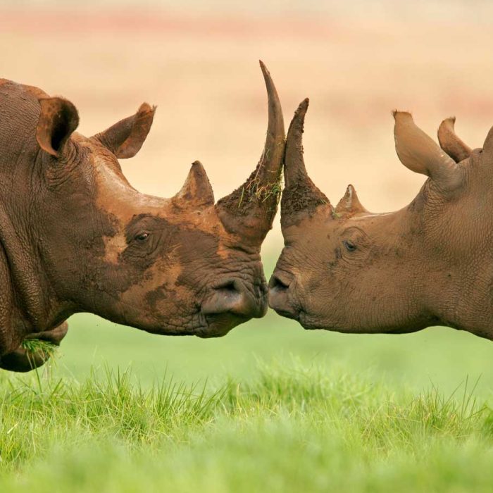 2_crater_Rhinos