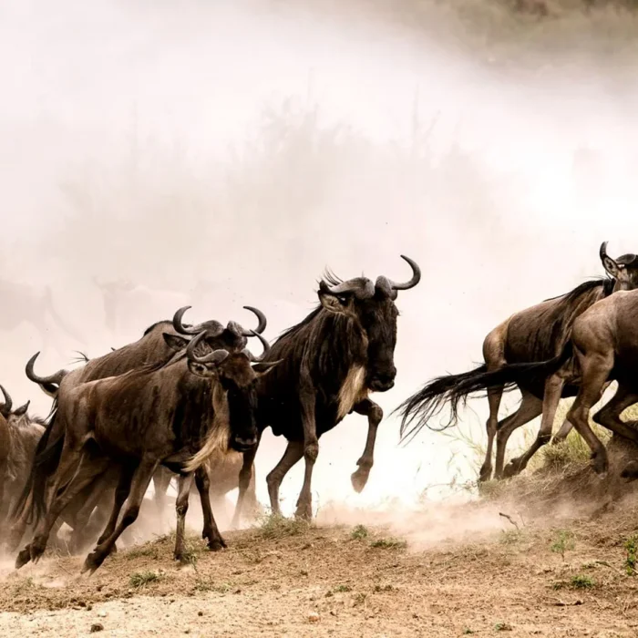 adv_wildebeest