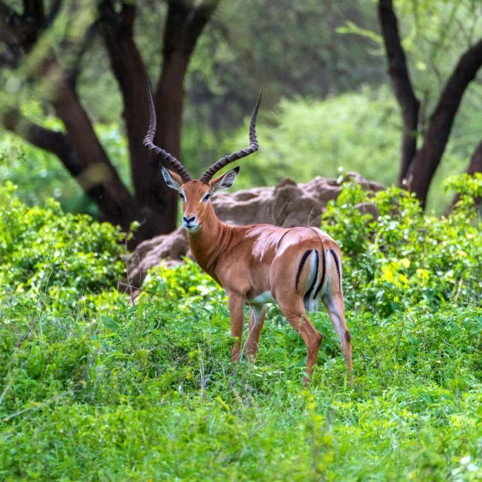 antelope_tz