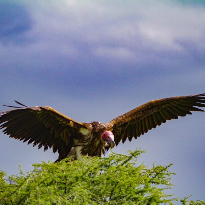 bird_big