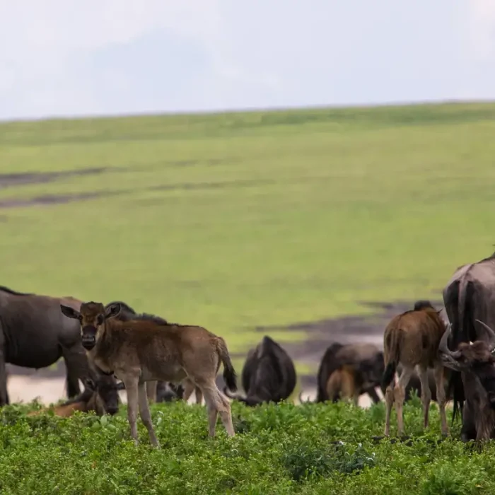calving_ndutu