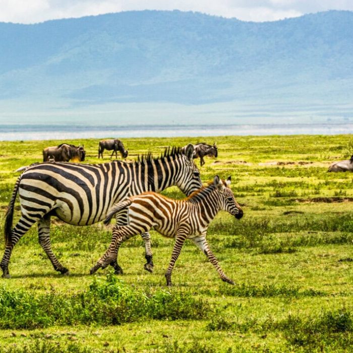 crater_zebras