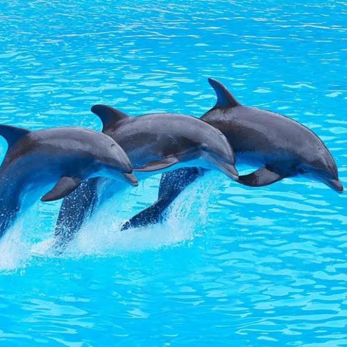 dolphin_znz