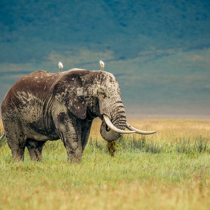 elephant ngorongor