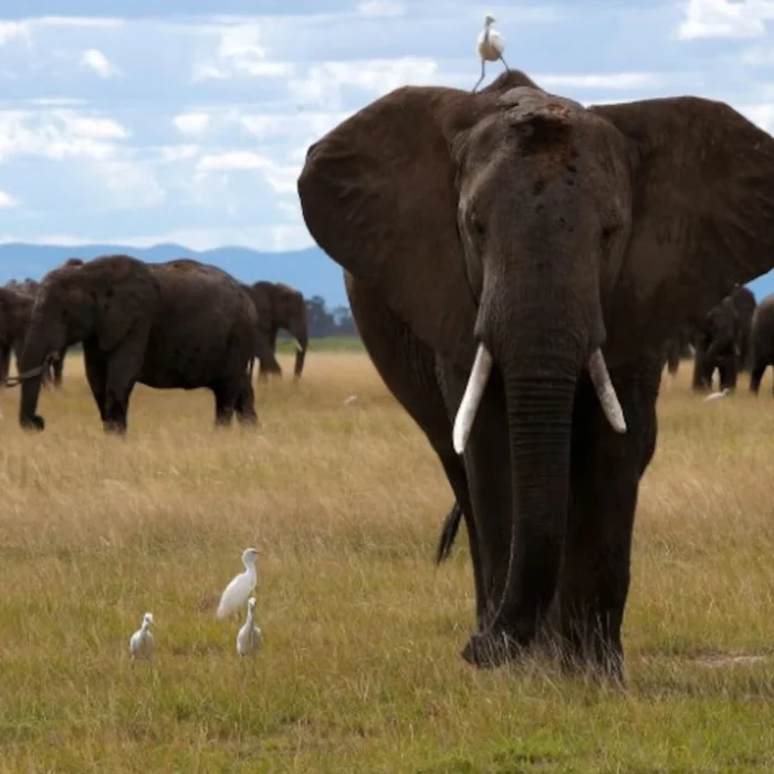 elephants_birds