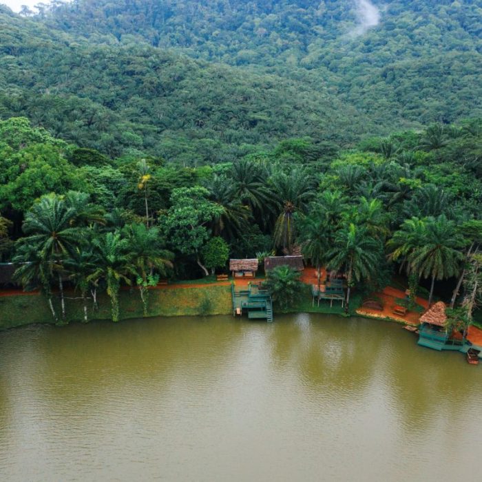 fagoroto_forest