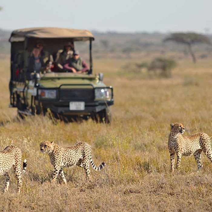 game_drive_cheeatah