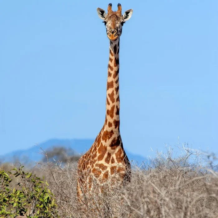 giraffe-bush_standing