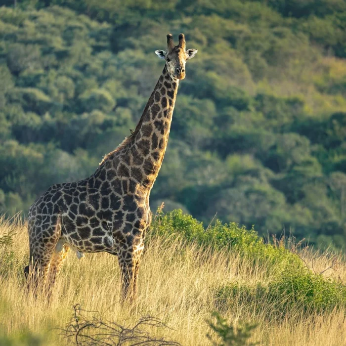 giraffe_photo