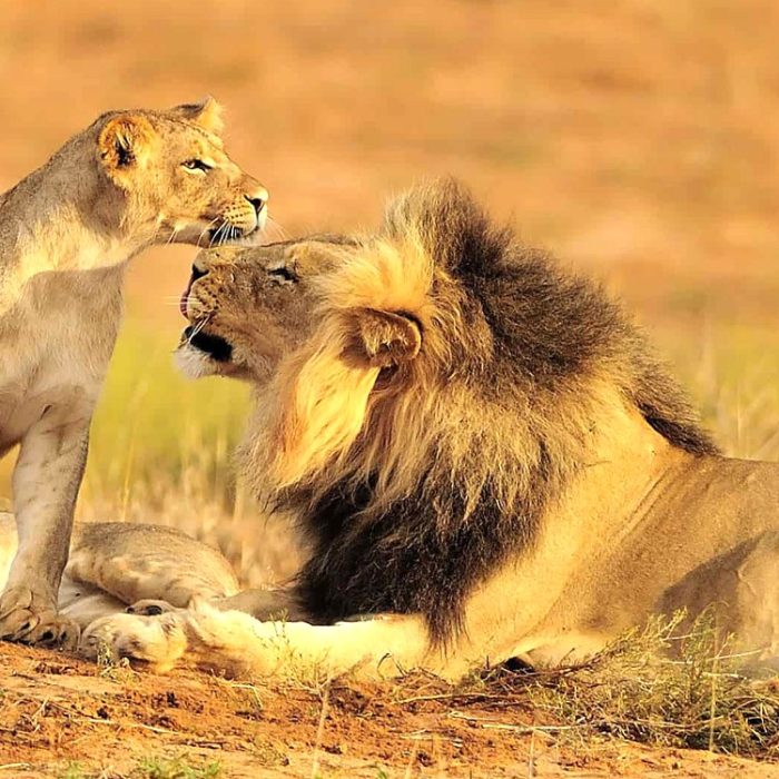 lions_Nyerere_National_Park
