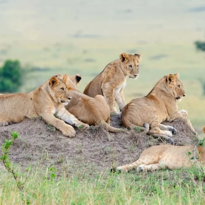 lions_pride