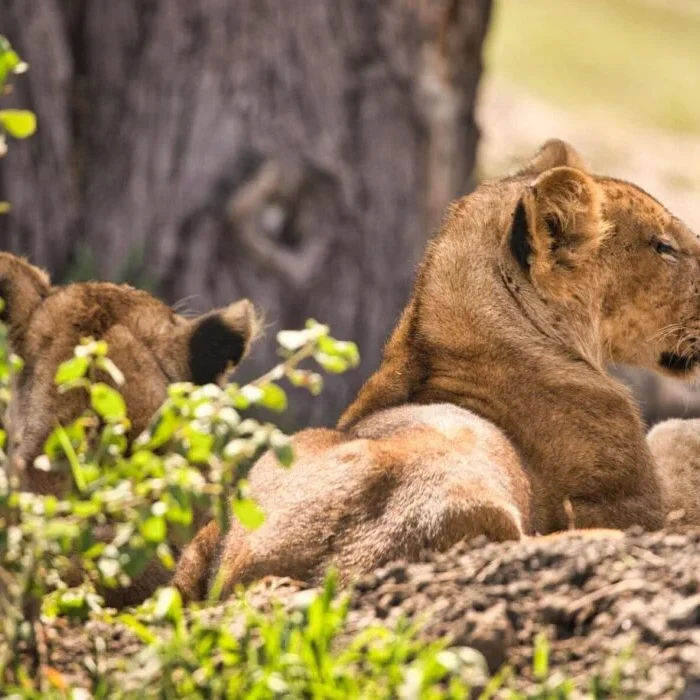 lions_under_tree