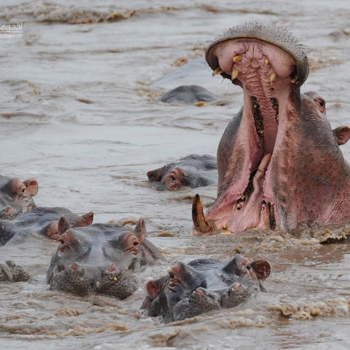 manyar_hippo