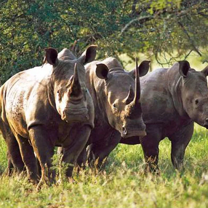 mkomazi_2