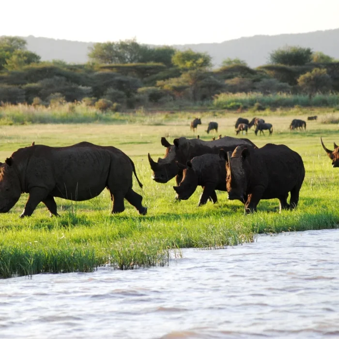 mkomazi_rhinos