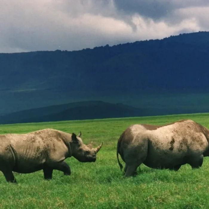 rhino-spotting-ngorongoro