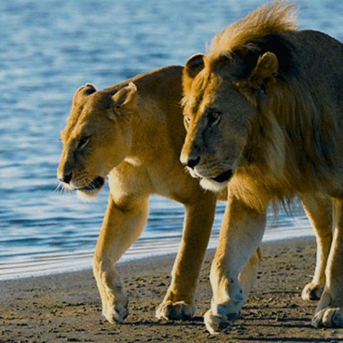 saadani_lions