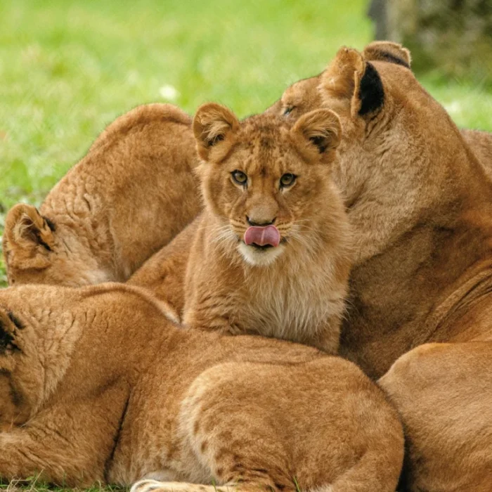 serengeti