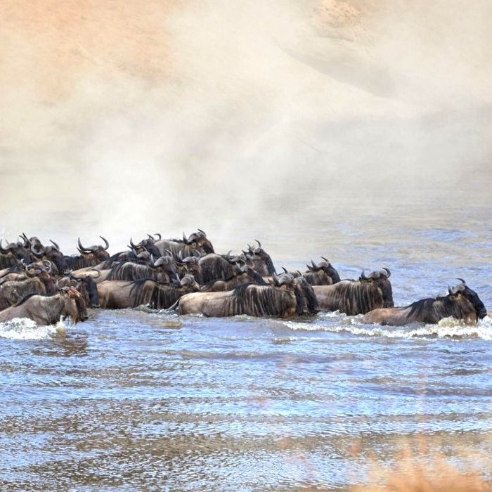 serengeti_wildebeest_migration