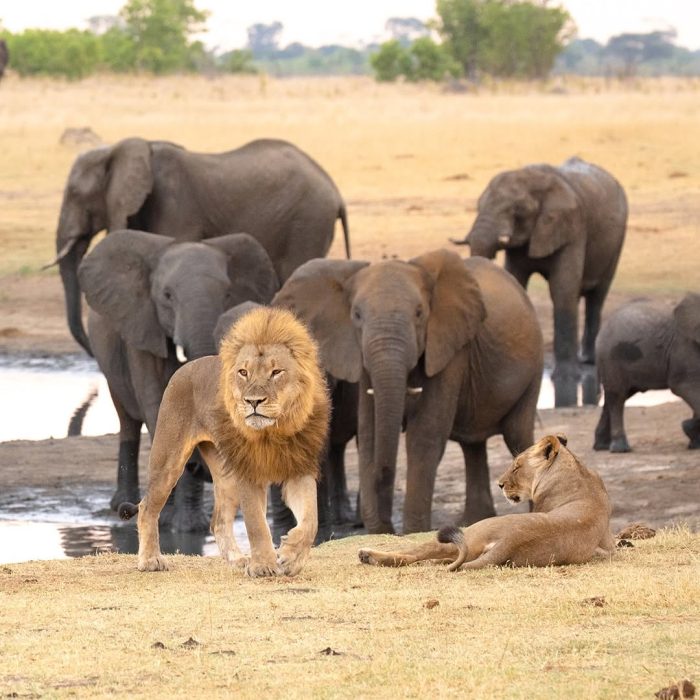 simba_elephants_Tarangire