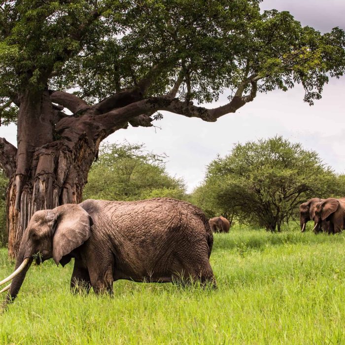 tarangire-national-park-elephants
