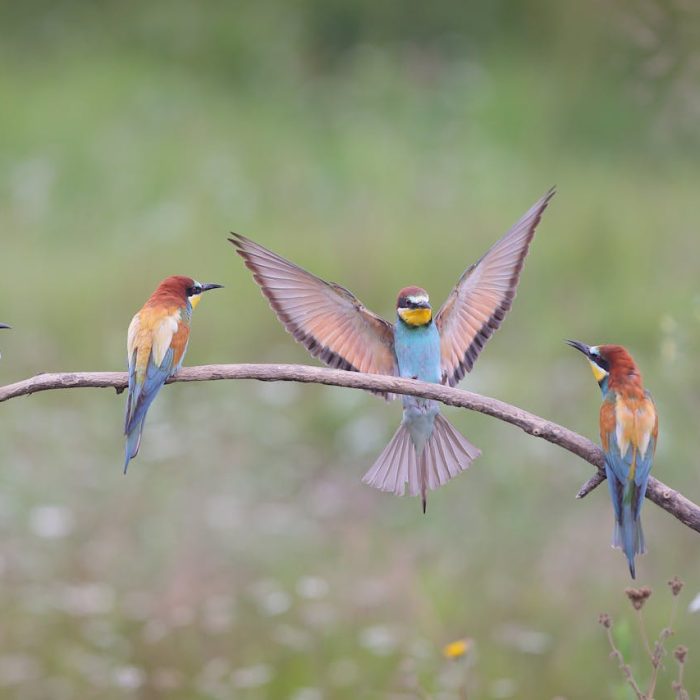 watch_birds