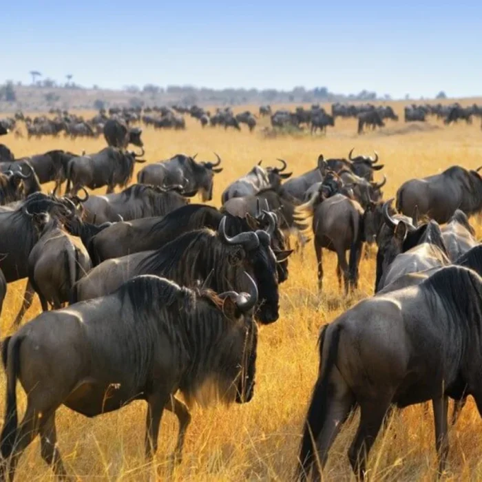 wild_beast_migration